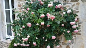 Un edificio de piedra con un rosal trepando por la pared y un arbusto pequeño al frente.