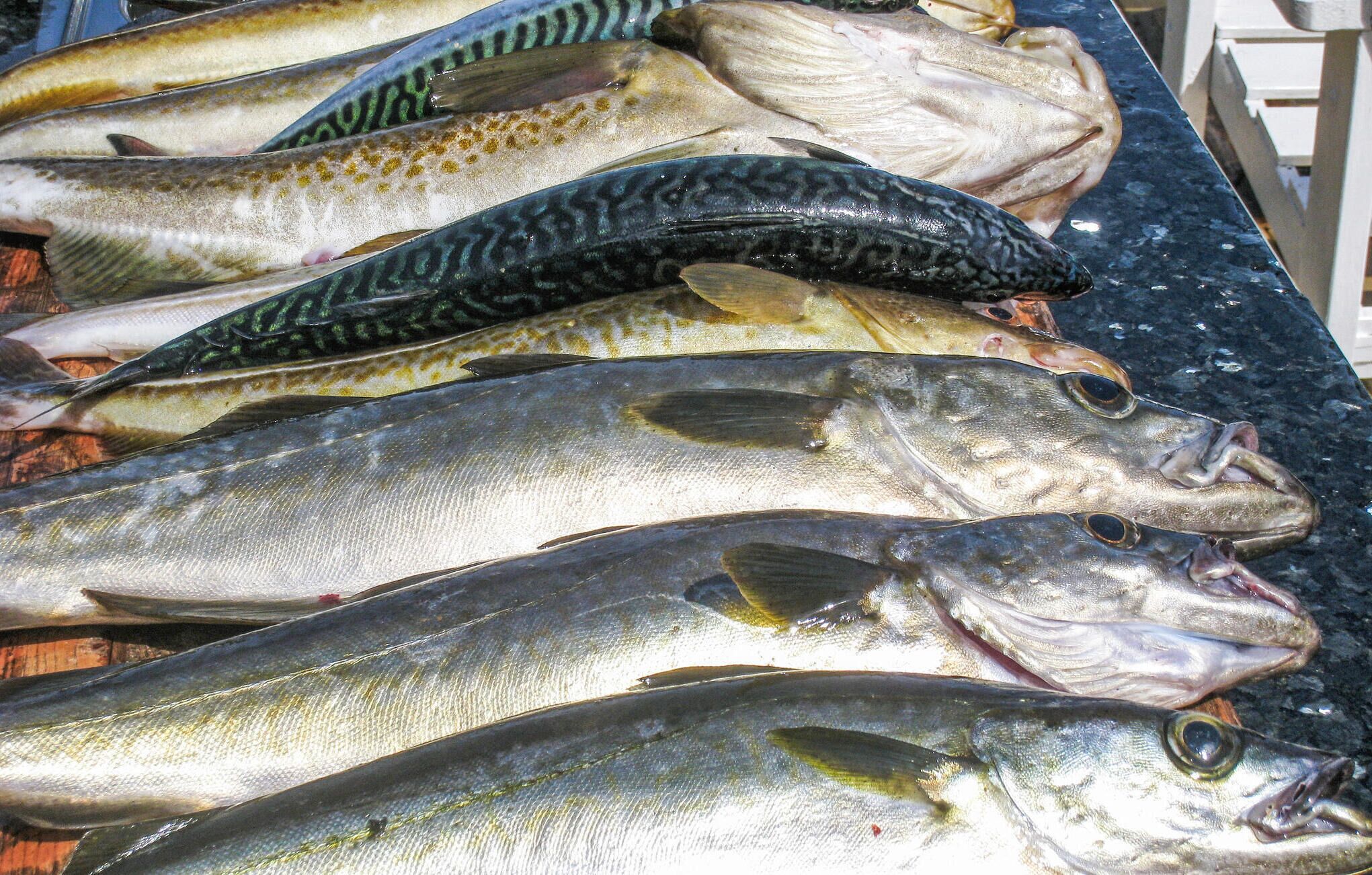 Diversidad de pescado dispuesto sobre una superficie.