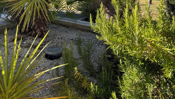 Jardí amb palmeres, un camí de grava i una cadira blava.