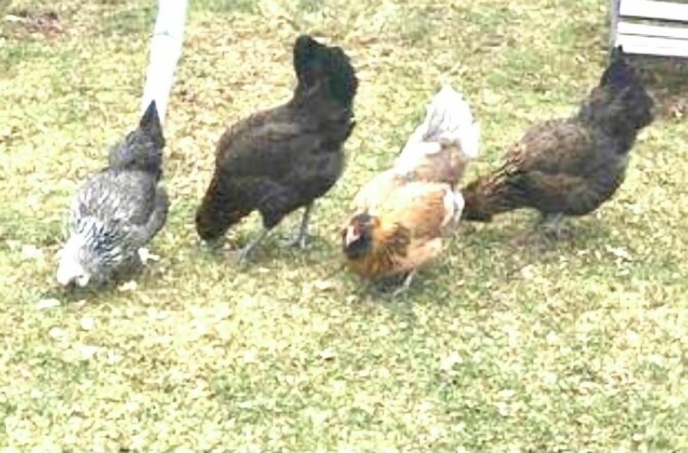 A group of chickens on a grassy area.