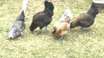 A group of chickens on a grassy area.