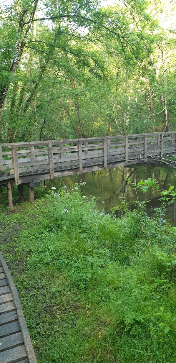 A wooden bridge over a calm body of water, surrounded by dense greenery and trees.
