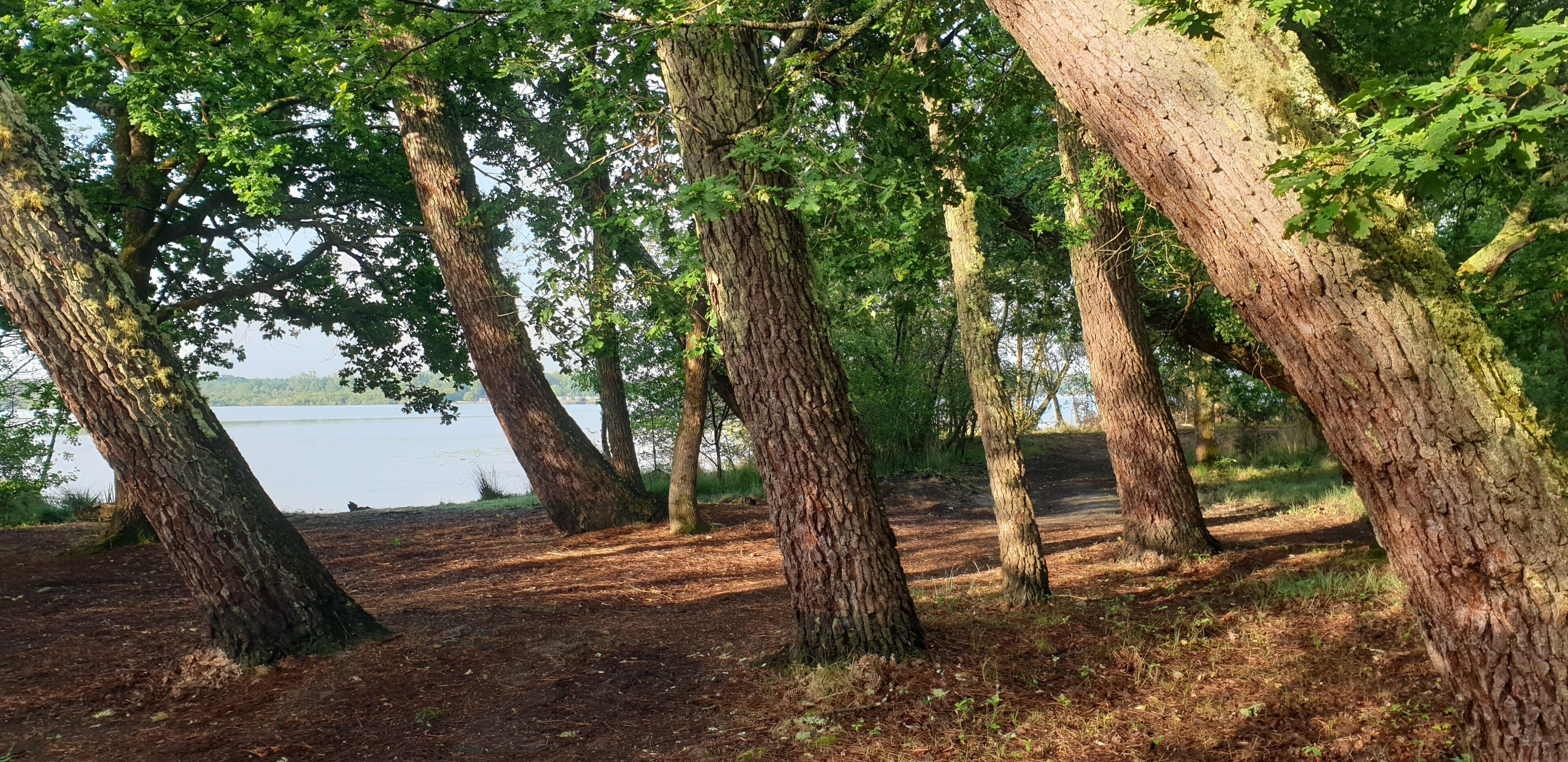 A forested area with tall trees and a lake in the background.