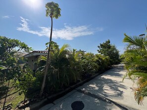 A pathway lined with palm trees and a building with a tiled roof.