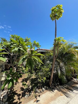 Property grounds - 4-6 guests, 5 Beds / 2.5 Baths • Private Villa / Beachfront Pool & Club (Las Escobas del Venado)