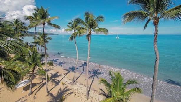 A beach with palm trees and clear blue water.