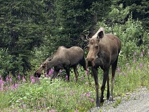 Two moose in a natural setting with dense forest in the background. - Denali RV Park and Motel (Healy)