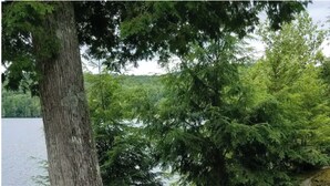 Un mur de pierre, un arbre et une jetée en bois qui s’avance dans un lac.