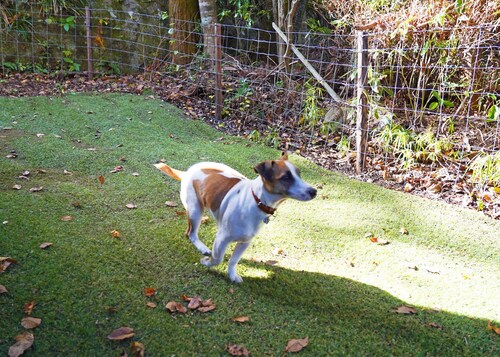 テラス / パティオ