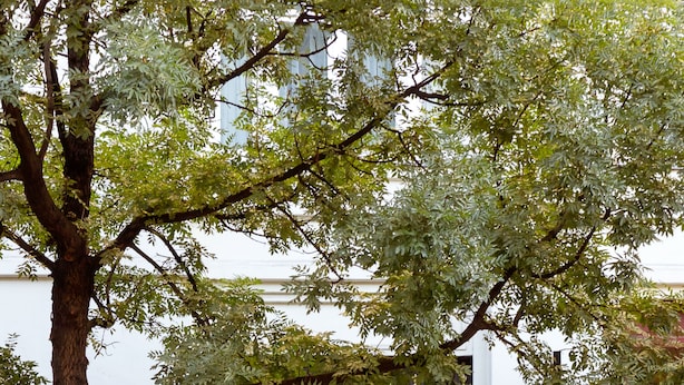 L’entrée d’un hôtel, avec un portail noir orné, une enseigne indiquant « HÔTEL MIEIRA » et un arbre au premier plan.
