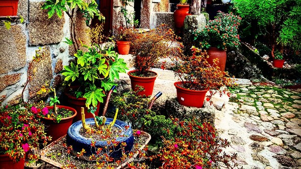 A courtyard with potted plants and a stone pathway. - Casinha Dentro do Centro Historico Vista Deslumbrante (Belmonte)