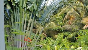 Um jardim exuberante com diversas plantas tropicais e uma estrutura de madeira.