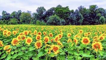 Terrein van de accommodatie