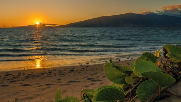 Una playa con un atardecer sobre el océano, una montaña al fondo y plantas verdes en primer plano.