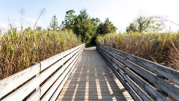 A wooden boardwalk leading through a natural area with tall grasses and trees. - Adorable Townhome with Water Views (Jacksonville)