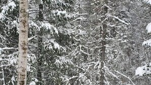 A snow-covered deck with a view of a forest. - Schweitzer Mountain Condo (Sandpoint)