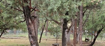 Goldilocks Cabin in the Pines
