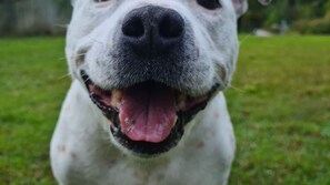 Pet-friendly - Riverfront - Pet Friendly - Tewantin (TEWANTIN)