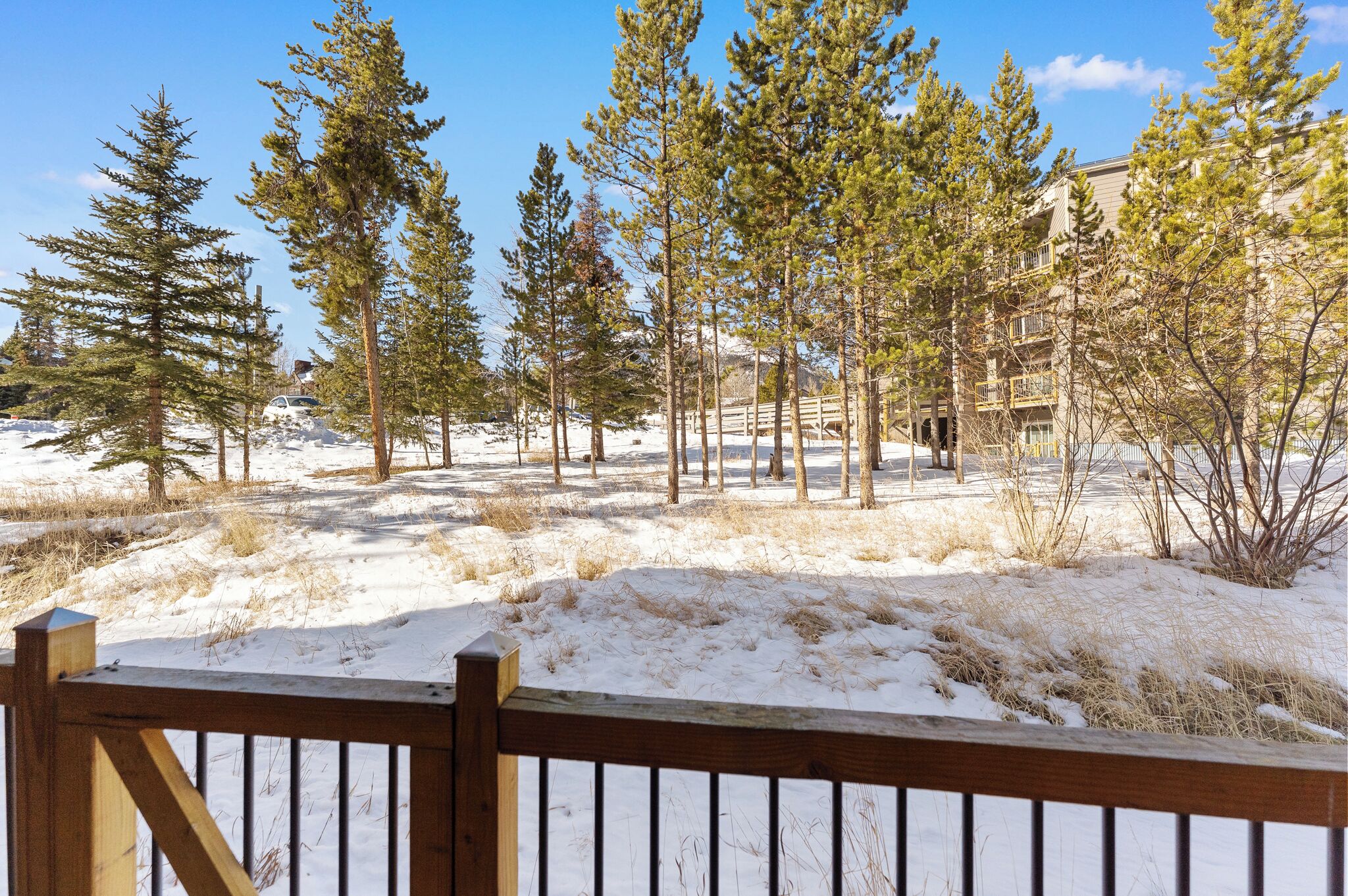 A snow-covered outdoor area with tall pine trees and a wooden fence.