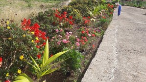Uma estrada costeira com uma pessoa caminhando, rodeada por flores coloridas e vista para o oceano.