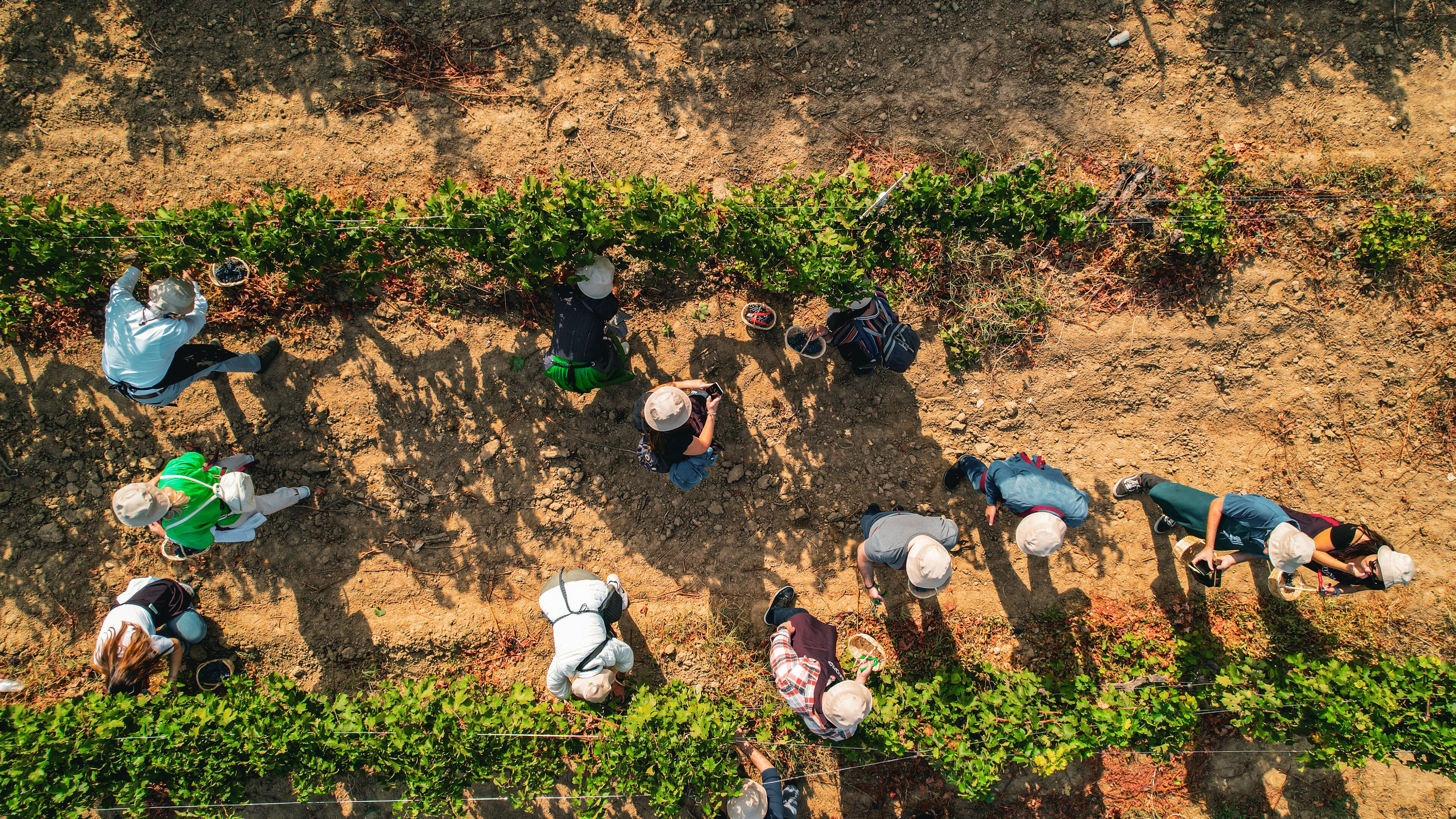 A group of people in a vineyard, some sitting and others standing, engaged in various activities.