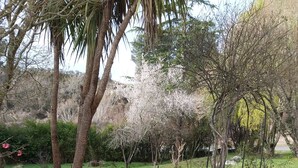 Un giardino con vialetto ghiaioso, piante in fiore e alberi.