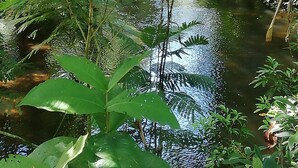A serene natural setting with a calm water body surrounded by dense foliage. - Escapada a Tortuguero  (Guapiles)