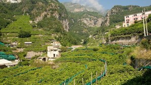 Viñedo con campos en terrazas, un edificio histórico y montañas al fondo.
