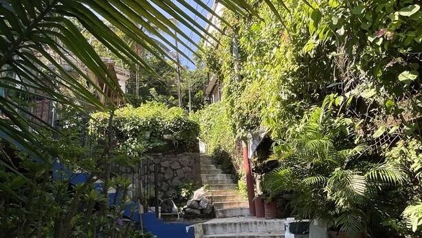 A concrete staircase surrounded by lush greenery and potted plants.