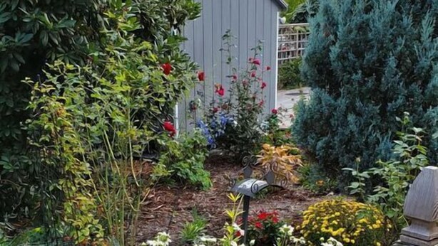 A garden with various plants and flowers, a wooden fence, and a shed in the background. - Davis Square Inn (Somerville)