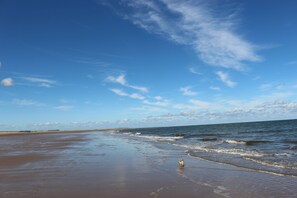 Beach - Curlew, Brancaster, Norfolk (Brancaster)
