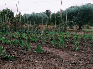Overnatningsstedets område