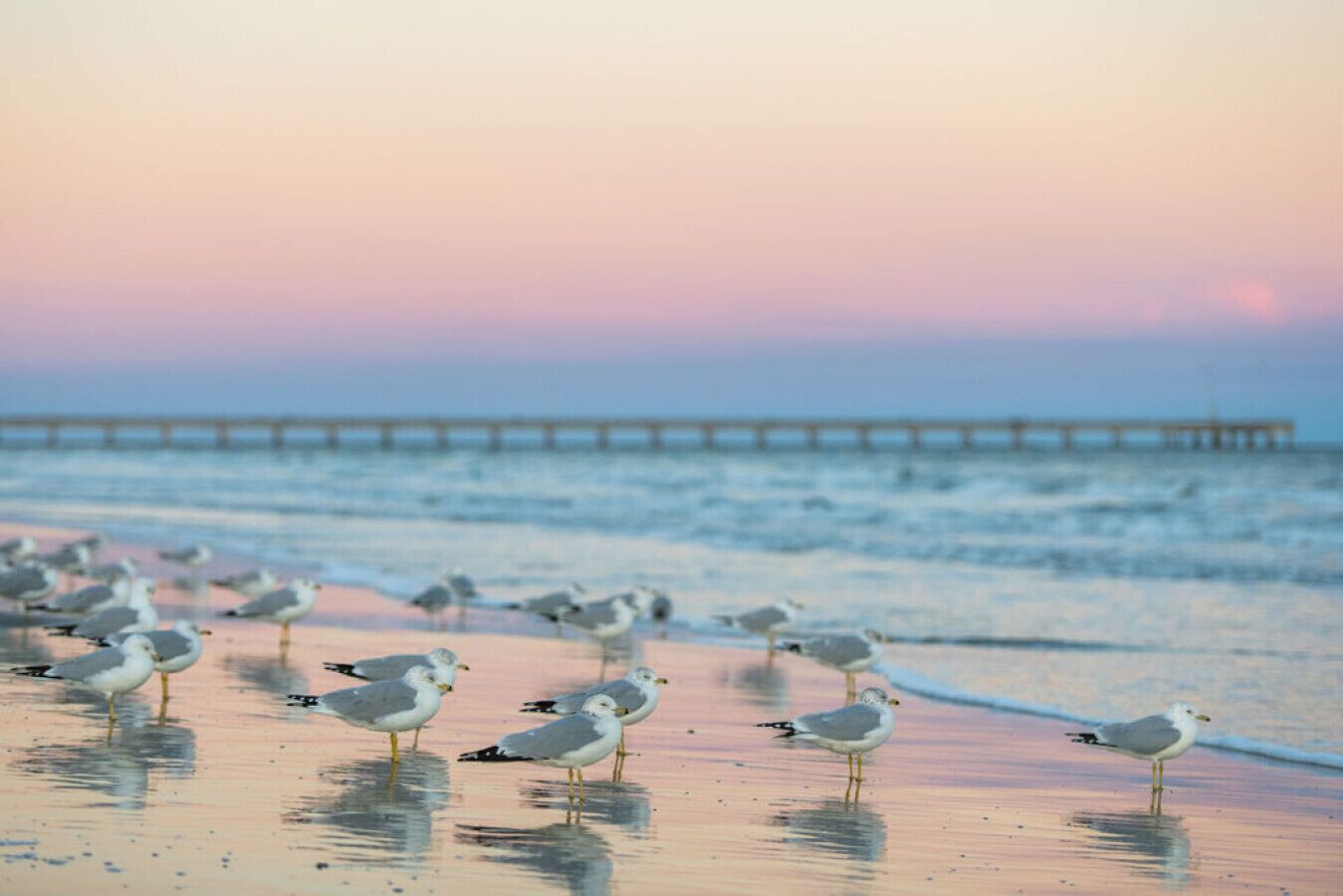 Soft sunset hues, gentle waves, and seabirds along the shore—your peaceful beachfront escape awaits.