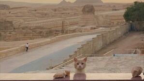 Vista de las pirámides con un gato en primer plano.