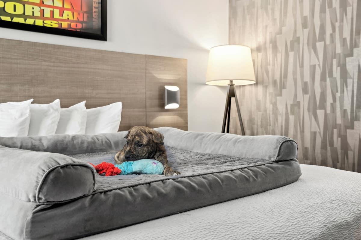 A hotel room with a grey sofa bed, a wall-mounted lamp, and a framed picture on the wall.