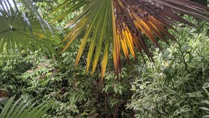 Ein gepflasterter Weg führt durch einen üppigen Garten mit verschiedenen Pflanzen und einer Palme.