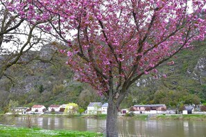 A tree with pink blossoms by a calm river, surrounded by houses with red roofs.