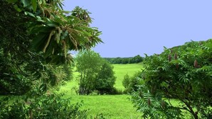 A lush green landscape with dense foliage and a clear blue sky.