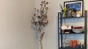 A room with a wooden chair, a potted plant, and a shelf with kitchen items.