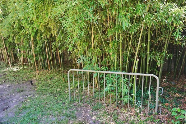 Une clôture métallique devant un bosquet de bambous.