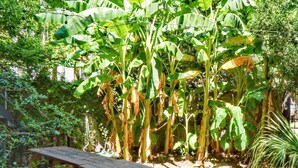 A wooden picnic table in a garden with banana trees and various plants. - Classy Mid-Century Victorian ★ Ground-Floor ★ 2 Blocks from Forsyth Park (Savannah)