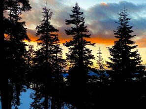 Une forêt aux arbres imposants se découpant sur le ciel au coucher du soleil.
