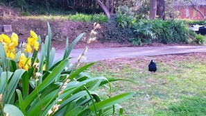 A garden with yellow flowers and a black bird on the grass.