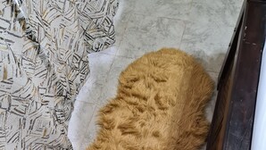 Ein Zimmer mit einem gemusterten Teppich, einem flauschigen braunen Teppich und einer Holztür.