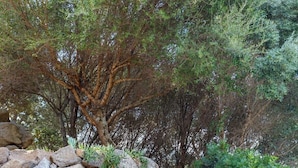 A wooden deck with two lounge chairs, a stone wall, and surrounding greenery. - Villa 4ch an idyllic haven of peace (Figari)