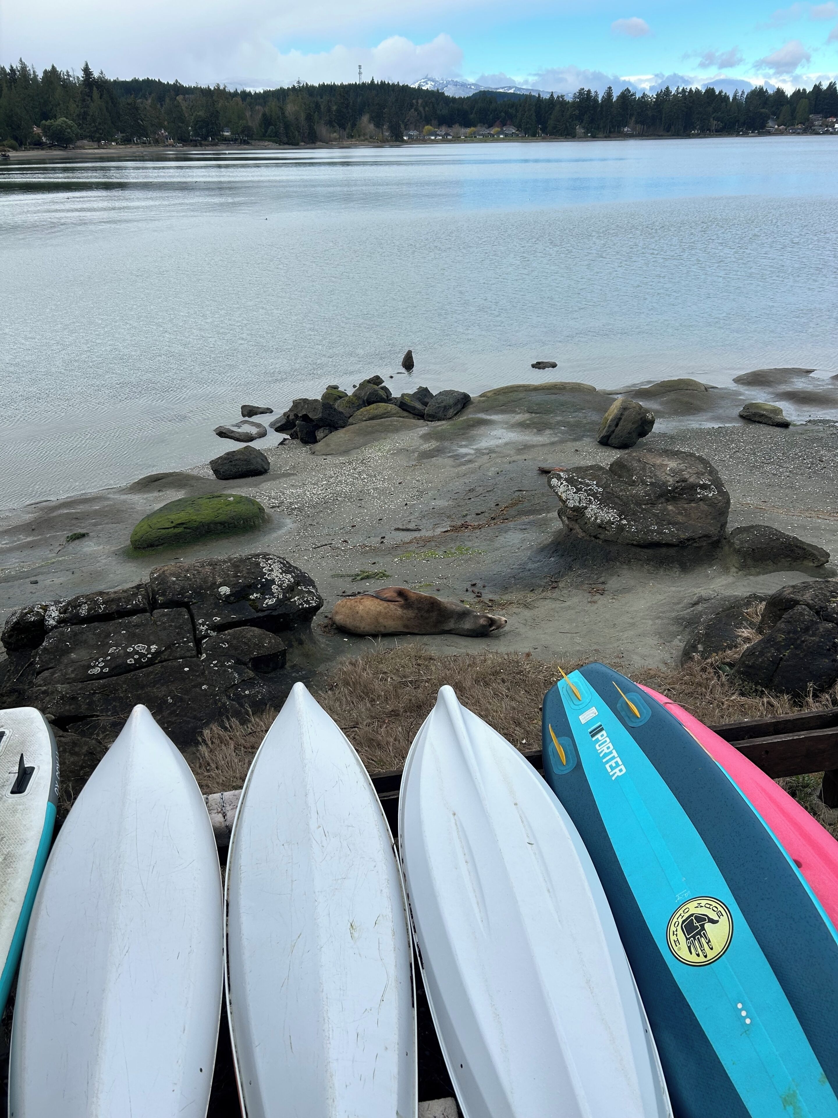 A rocky shoreline with surfboards and a seal resting on the rocks.