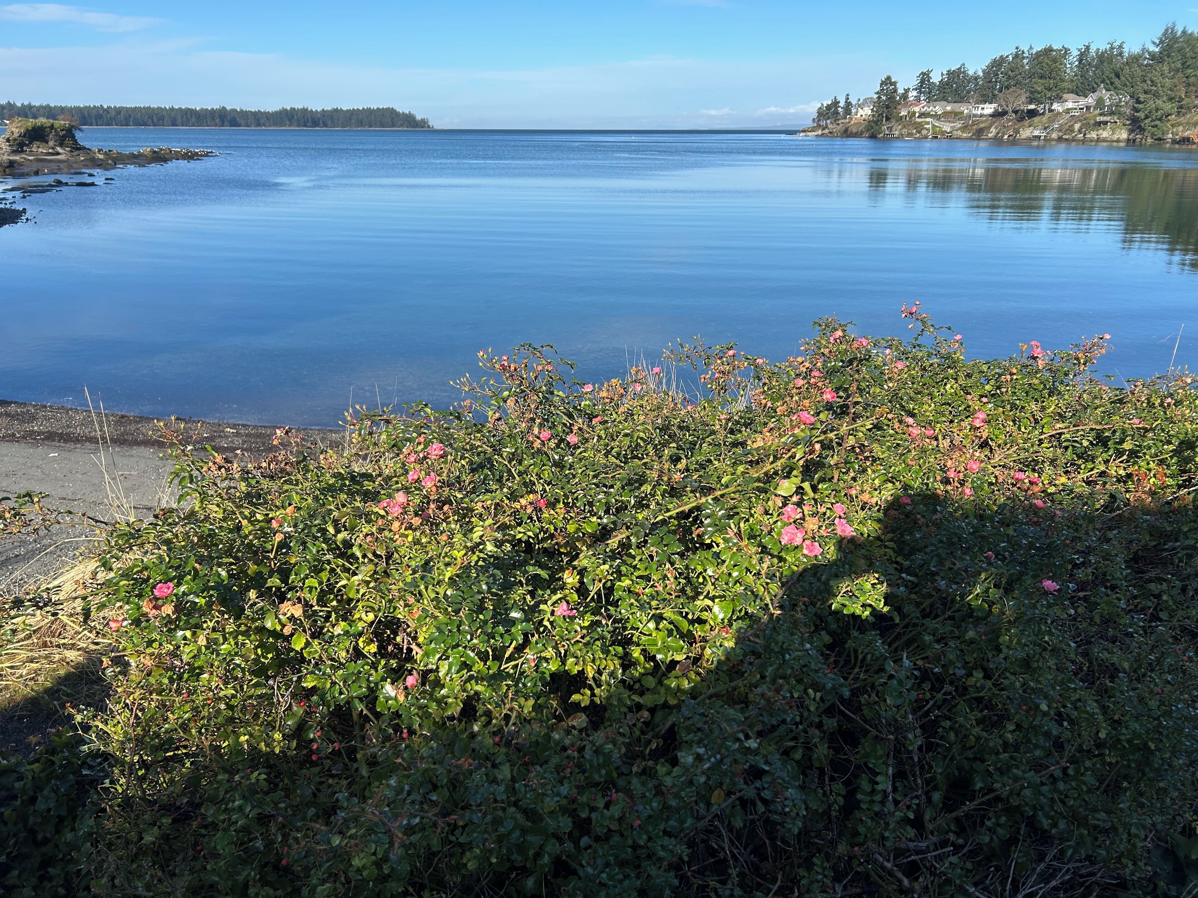 Un lago tranquilo con una orilla cubierta de follaje verde denso y flores rosadas.