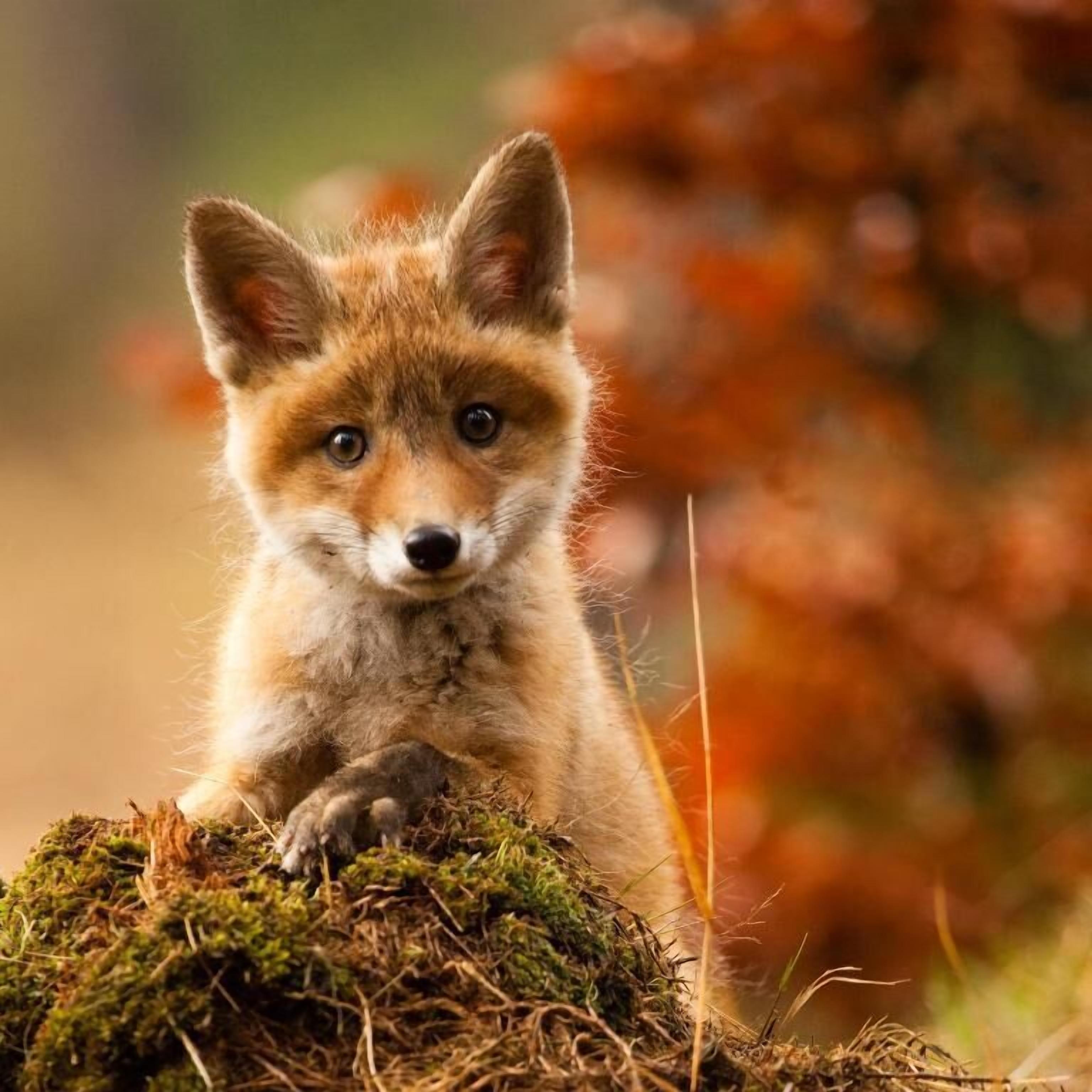 A fox sitting on a moss-covered rock.