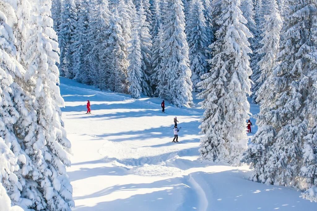 A snowy ski slope with skiers and a forested area.