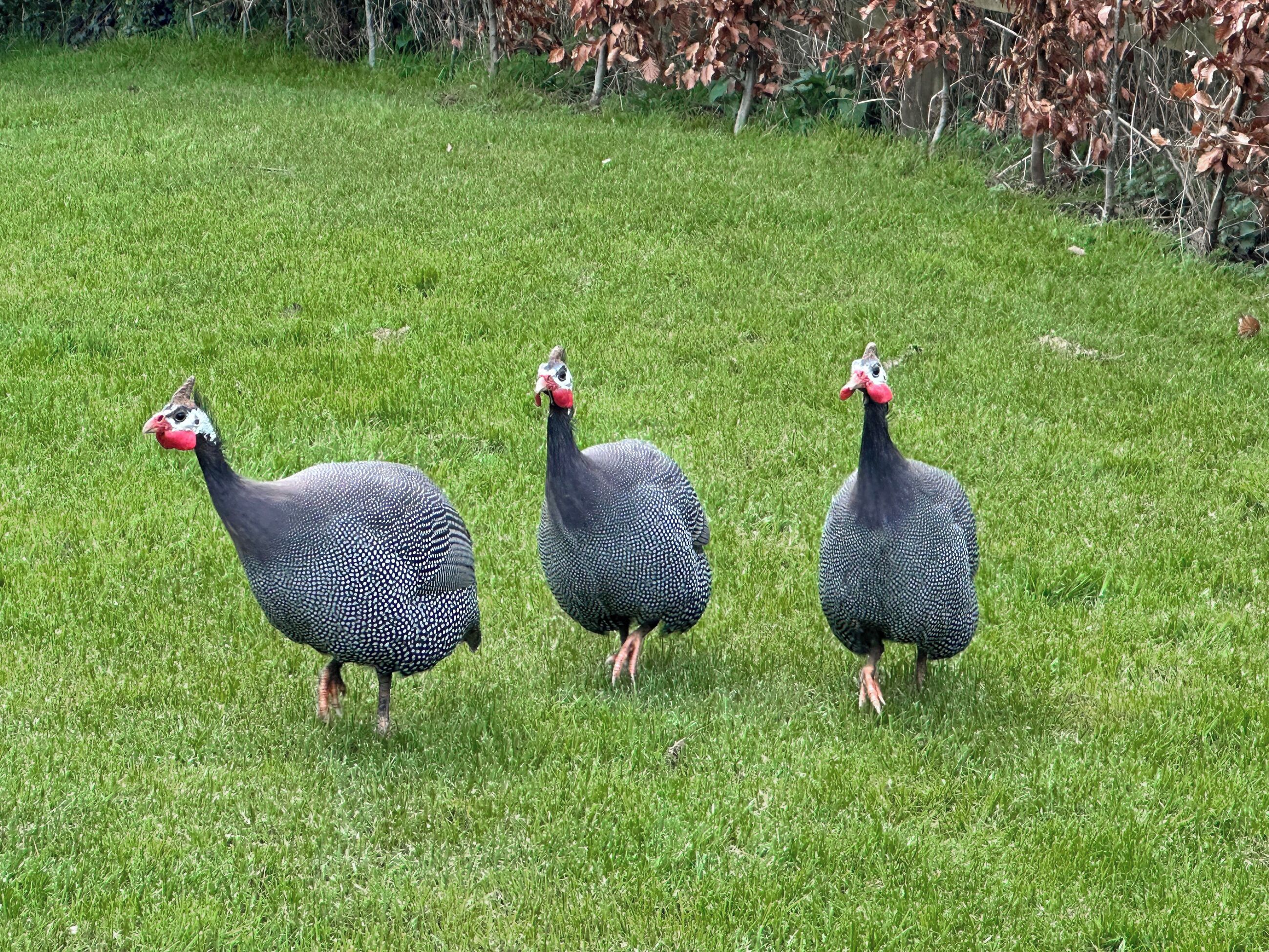 Three turkeys walking on a grassy field.